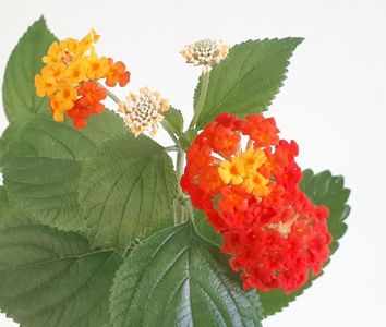 Flori Lantana rosie cu ochi galben