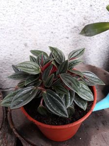 Peperomia