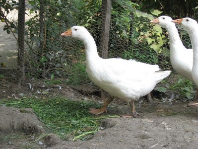 avem 3 luni si 4,6-4,9 kg; avem 3 luni si 4,6-4,9 kg

