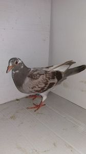 vandut