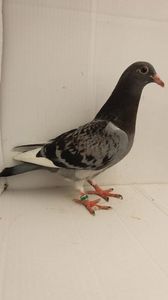 vandut