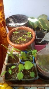 IMG-20180803-WA0000