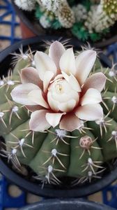 Gymnocalicium quehlianum-foarte harnic