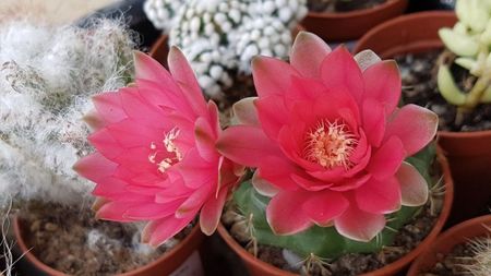 Gymnocalicium baldianum-foarte harnic