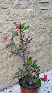 Euphorbia milli
