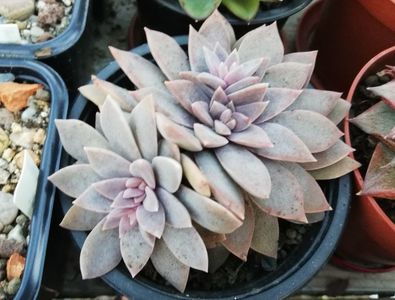 Echeveria carnicolor