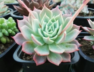 Echeveria secunda