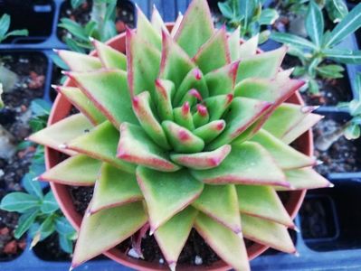 Echeveria agavoides "Lipstick"