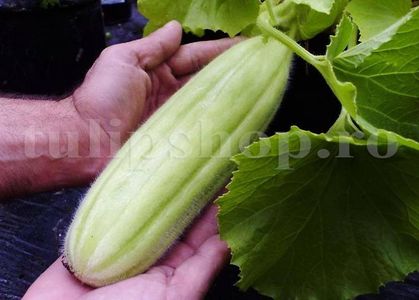 Seminte Castravete Carosello Barese 100buc.; Pret: 4 lei/plic.
Pachetul contine 100 de seminte sigilate intr-un pachet cu atmosfera protectoare, ferite de umiditate si lumina solara.
