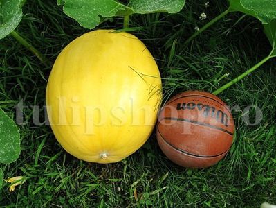 Seminte Dovleac Yellow Giant 30buc.; Pret: 4 lei/plic.
Pachetul contine 30 de seminte sigilate intr-un pachet cu atmosfera protectoare, ferite de umiditate si lumina solara.
