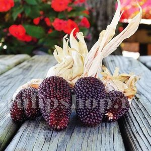 Seminte porumb floricele Strawberry Corn 100buc.; Pret: 4 lei/plic.
Pachetul contine 100 de seminte sigilate intr-un pachet cu atmosfera protectoare, ferite de umiditate si lumina solara.
