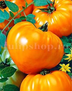 Seminte tomate Inima de Bou Orange 100buc.; Pret: 4 lei/plic.
Pachetul contine 100 de seminte sigilate intr-un pachet cu atmosfera protectoare, ferite de umiditate si lumina solara.
