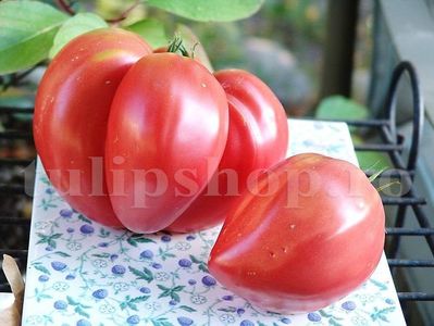 Seminte tomate Inima de Bou Roz 100buc.; Pret: 4 lei/plic.
Pachetul contine 100 de seminte sigilate intr-un pachet cu atmosfera protectoare, ferite de umiditate si lumina solara.
