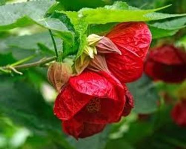 ABUTILON