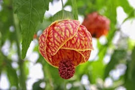 ABUTILON