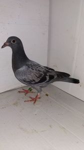 vandut
