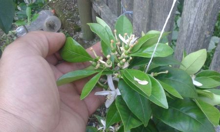 Citrus sinensis valenciana; În prezent
