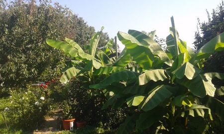 Musa bassjo; Un pic din Costa Rica
