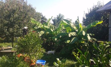 Musa bassjo; 3-5m înălțimea în prezent.
