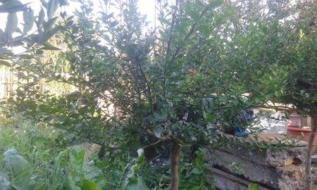 Citrus australasica roșu; Lămâi caviar sau deget cu pulpa roșie
