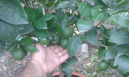 Citrus sinensis moro; Fructe în prezent

