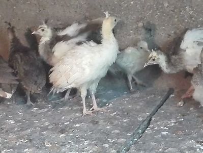 Pui paun Arlechino si Alb; Varste cupreinse intre 7zile si 4luni,pret de la 130lei/buc.

