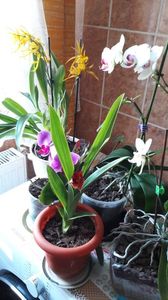Grup de orhidee.; Orhidee galbena,alba si violet.
