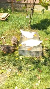 2 mai ciudati ,stau pe langa micul bazin de frica apei !!