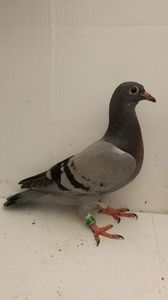 vandut
