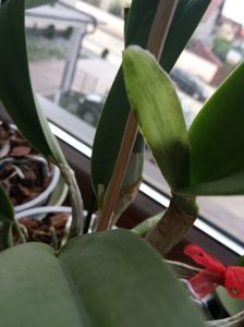 Teaca cattleya