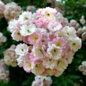Apple Blossom
