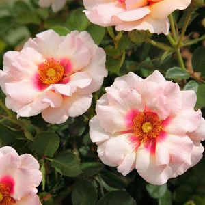 Rose_Eyeconic_Pink_Lemonade