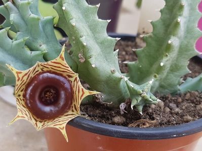 Huernia zebrina