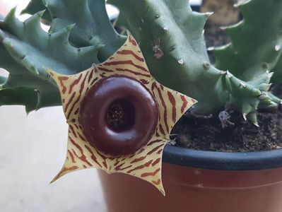 Huernia zebrina