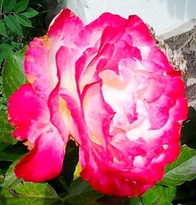 oie_4214641SEBFj6nn
