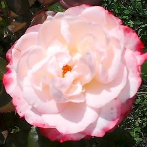 oie_4215135G1TPekr9
