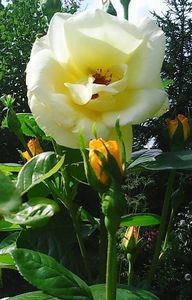 oie_5221930gIJZ3G58