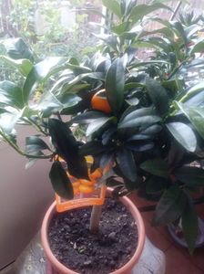 Kumquat-Citrus Japonica