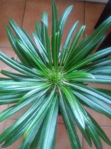 Pachypodium Lamerei