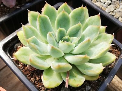 Echeveria pellucida