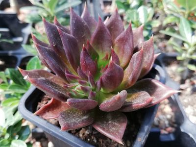Echeveria " Black Prince"