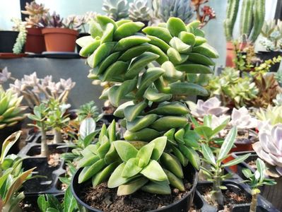 Crassula "Springtime"