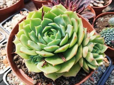 Echeveria "Ramillette"
