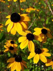 Rudbeckia