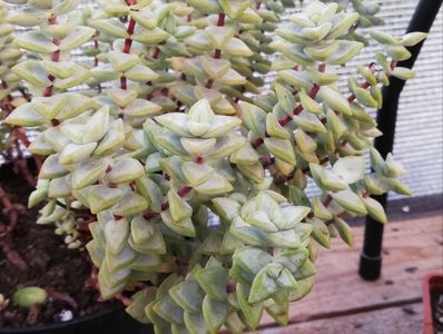 Crassula rupestris