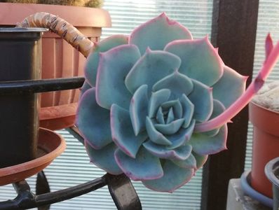 Echeveria secunda var. Glauca