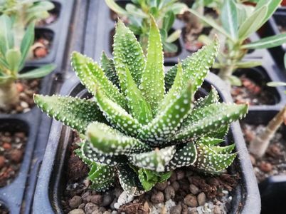 Haworthia