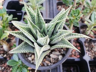 Haworthia limifolia striata "Spider White"