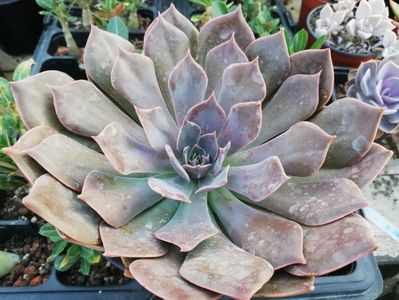 Echeveria "Rob Roy"
