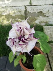 datura din seminte